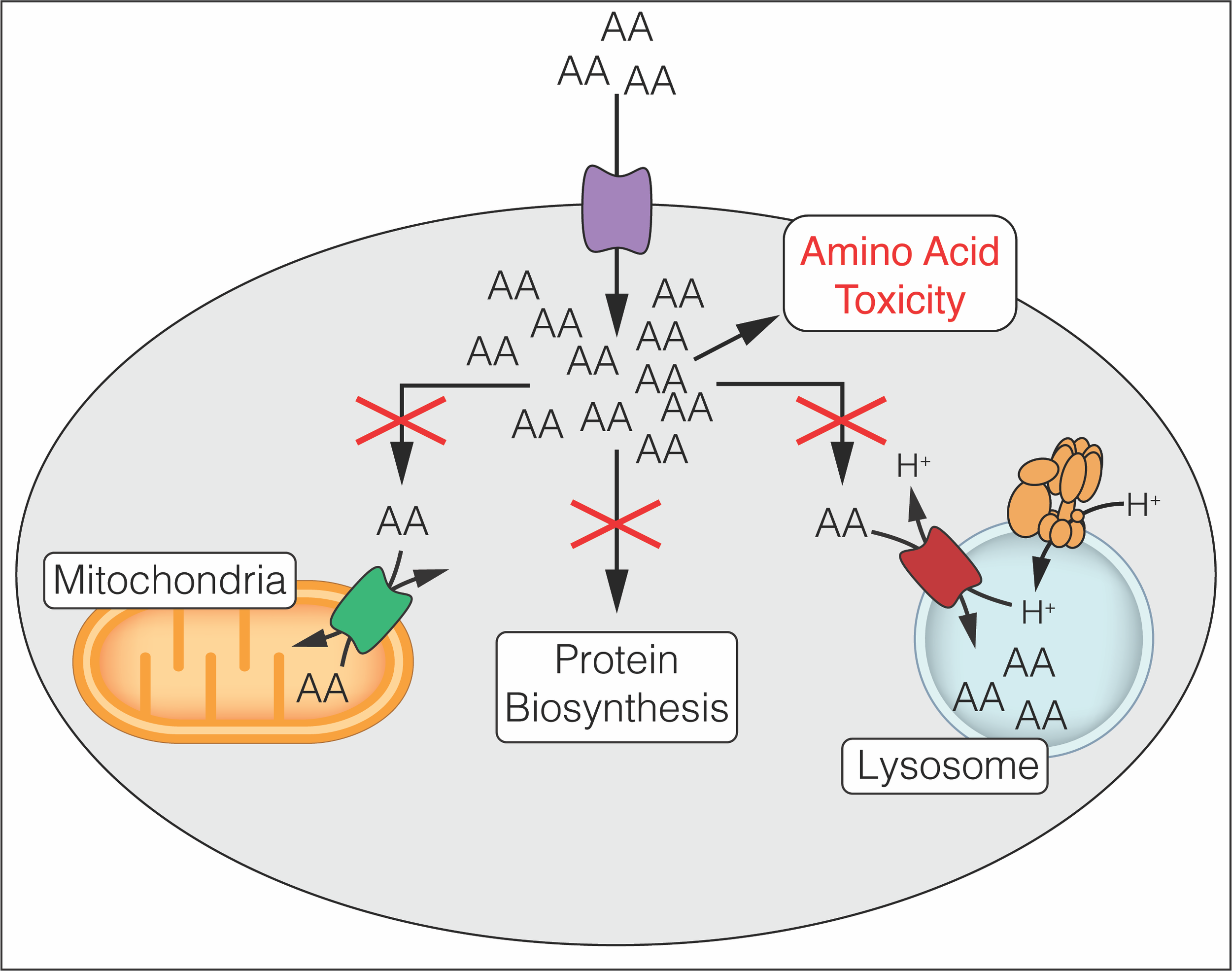 Metabolite Toxicity as a Driver of Aging and Disease — THE HUGHES LAB